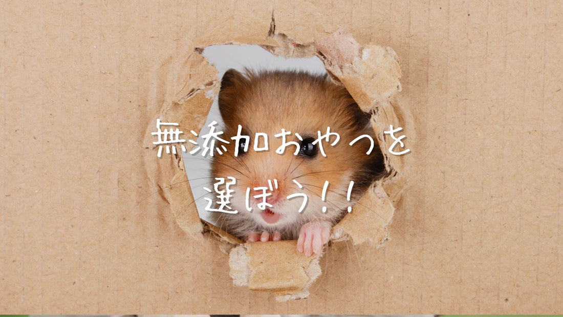 ハムスターが夢中になる!無添加おやつで健康と幸せを
