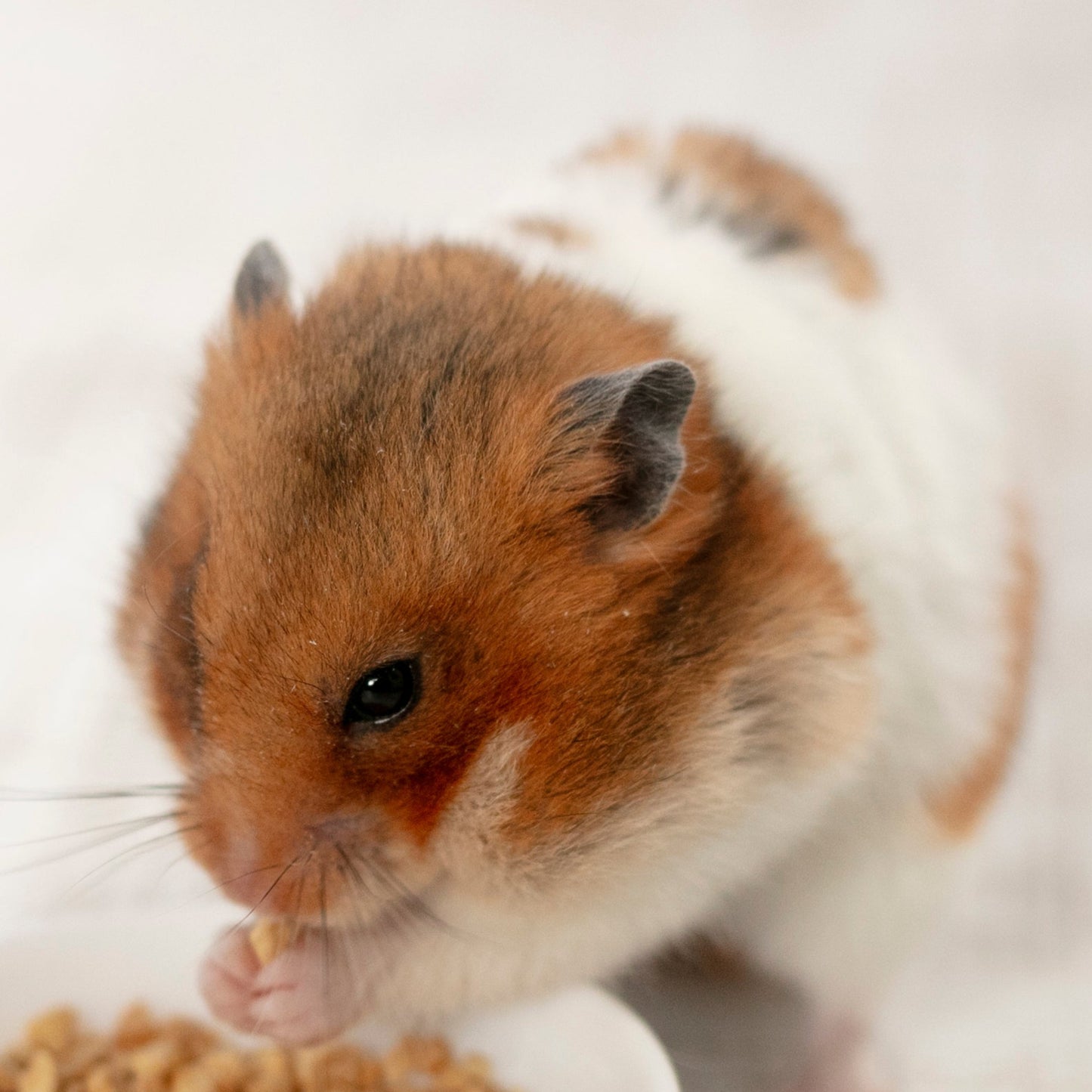 フリーズドライひきわり納豆