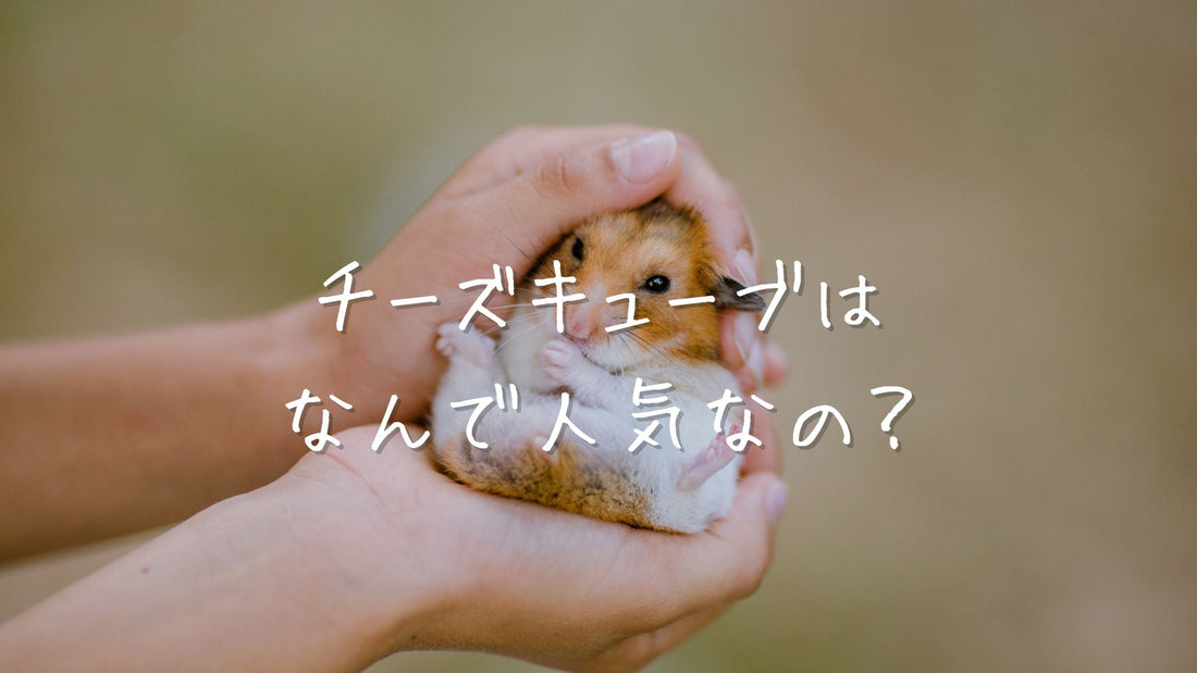 無添加おやつで安心！ハムスターに人気のチーズキューブ｜頻度・与え方も解説