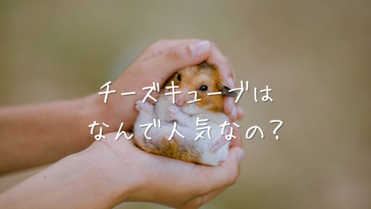 無添加おやつで安心！ハムスターに人気のチーズキューブ｜頻度・与え方も解説