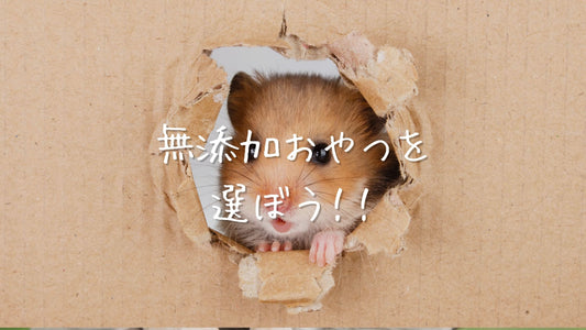 ハムスターが夢中になる！無添加おやつで健康と幸せを