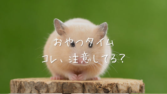 ハムスターのおやつタイムに注意したいことは？